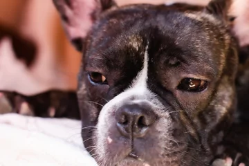 Fototapete Französische Bulldogge Gesicht eines französischen Bulldoggenhundes, der sich mit halb geschlossenen Augen hinlegt.