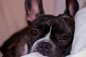 Gezicht van een Franse bulldog liggend op een witte deken.