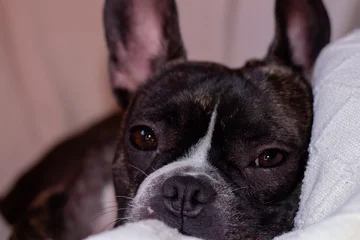 Fototapeten Gesicht einer französischen Bulldogge, die auf einer weißen Decke liegt. © Mayka