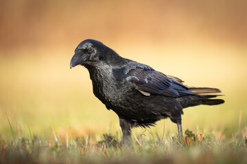 Bird beautiful raven ( Corvus corax ) North Poland Europe