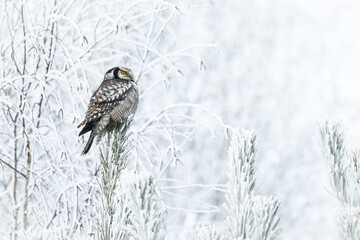 Hawk Owl Surnia ulula in Winter time, North Poland, Europe winter frosty day