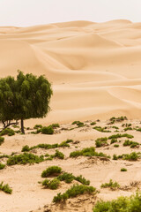 Wahiba sand desert in Oman