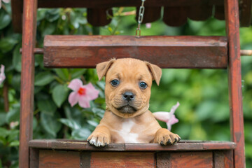 Staffordshire bull terrier, wonderful puppies from professional breeding of purebred dogs in Poland.