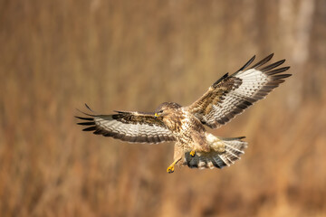 Common buzzard (Buteo buteo) in the fields buzzards in natural habitat, hawk bird on the ground, predatory bird close up