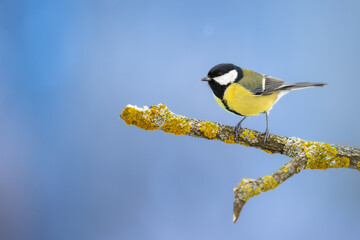 Colorful great tit ( Parus major ) perched on a tree trunk, photographed in horizontal, winter time, amazing winter blue background