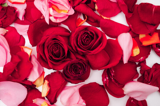 Photo of false roses and petals on a white background