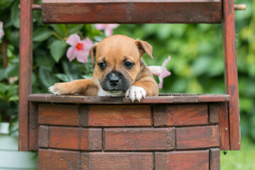 Staffordshire bull terrier, wonderful puppies from professional breeding of purebred dogs in Poland.