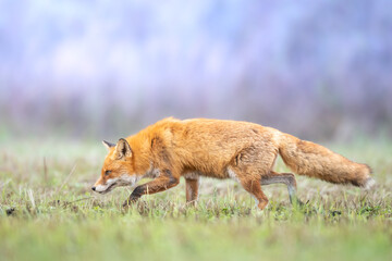 Fox (Vulpes vulpes) in autumn scenery, Poland Europe, animal walking among autumn meadow in amazing warm light