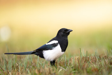 The Eurasian Magpie or Common Magpie or Pica pica is sitting on the branch with colorful background