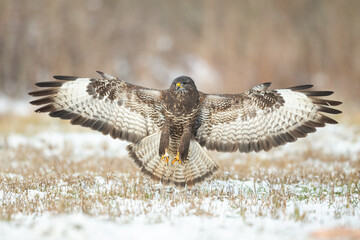 Common buzzard (Buteo buteo) in the fields in winter snow, buzzards in natural habitat, hawk bird on the ground, predatory bird close up