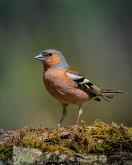 Bird chaffinch Fringilla coelebs perching on forest puddle, spring time