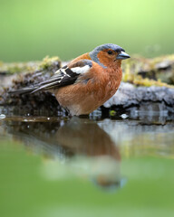 Bird chaffinch Fringilla coelebs perching on forest puddle, spring time