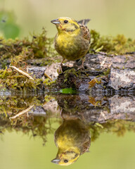 Bird yellowhammer (Emberiza citrinella) on the forest puddle amazing warm light sunset sundown