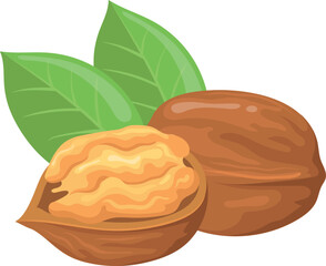 Walnut icon. Whole and open nuts. Healthy food