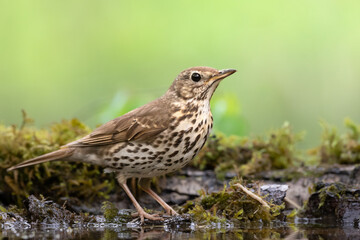 Song Trush Turdus philomelos on the forest puddle amazing warm light sunset sundown