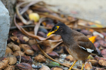 Common Myna bird (Acridotheres tristis) Walks in Big Nest
