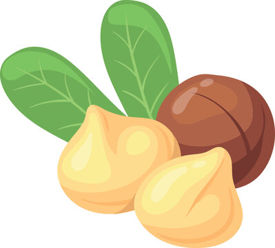 Macadamia nut cartoon icon. Healthy protein food