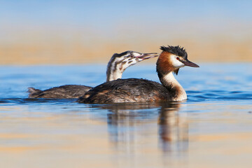 Great Crested Grebe with chick - 532517456
