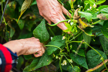 Farmer's hands harvest crop of bean in the garden. Plantation work. Autumn harvest and healthy organic food concept close up with selective focus
