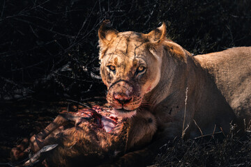 lioness eating a freshly hunted oryx antelope and looking directly into the camera