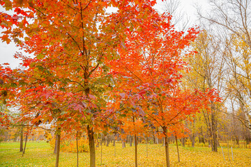 Natural autumn fall view of trees with red orange leaf in garden forest or park. Maple leaves during autumn season. Inspirational nature in october or september. Change of seasons concept