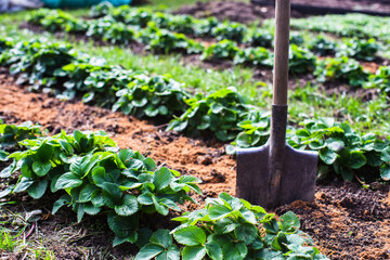 Farmer's garden tool - shovel. Gardening concept. Agricultural work on the plantation