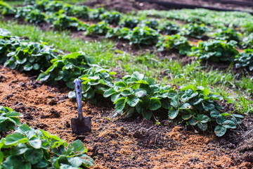 Farmer's garden tool - scoop. Gardening concept. Agricultural work on the plantation