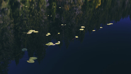 Water lily leaves. Image from a trip to the Svartdalstjerna Lakes, a forest nature reserve of the Totenaasen Hills, Oppland, Norway, at autumn of the year 2022.