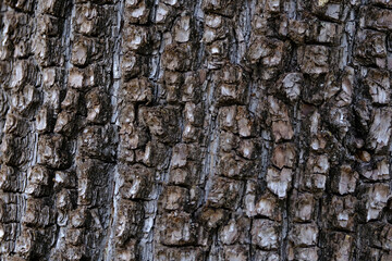 Alligator Juniper Bark close-up , rough texture, background, 