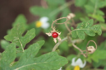 Fruto Silvestre