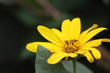 Flor Silvestre