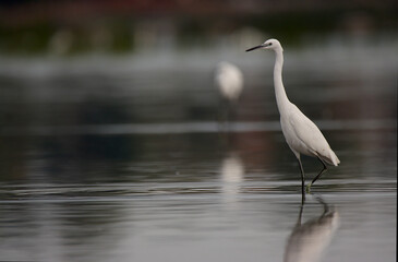 Little egret bird