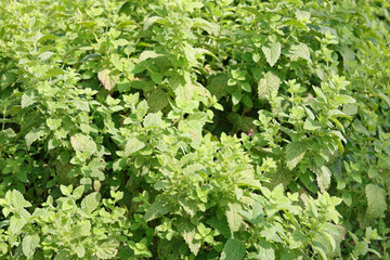 green lemon balm leaves a typical aromatic plant of the Mediterranean area