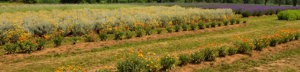 cultivation of helichrysum flowers calendula and lavender for the production of medicines or essential oils