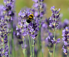 Bumblebee insect sucking the nectar from the fragrant lavender flowers useful for pollinating