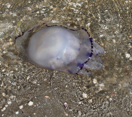 Fototapeta na wymiar jellyfish with stinging tentacles beached on the seashore