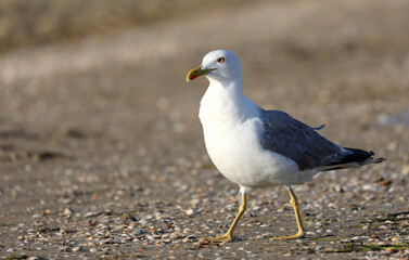 big seagull with yellow beak that paws on the beach