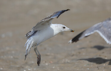 Seagull with spread wings as it lands on the beach
