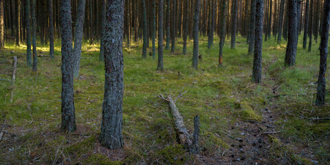 pine forest with green grass in the evening of a summer day