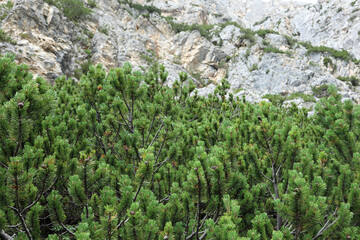 mountain pine tree typical of the vegetation of the Italian Alps