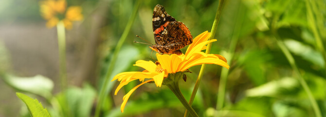 Butterfly and flower. Butterfly admiral on a yellow flower (Vanessa cardui, Nymphalidae). Banner