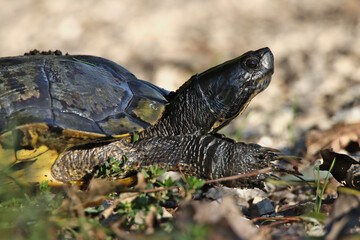 marsh tortoise 