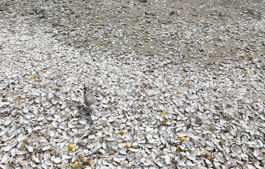 seagull searches for shellfish among the oysters thrown by tourists on the beach of the Cancale in France