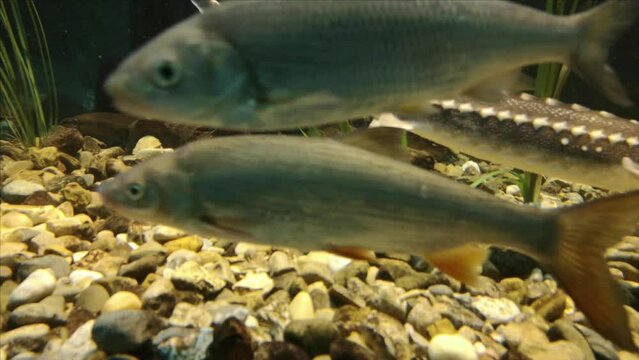 cold water fish like sturgeon, nase and roach from the danube area in the clear water