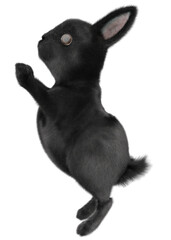 3D Black bunny