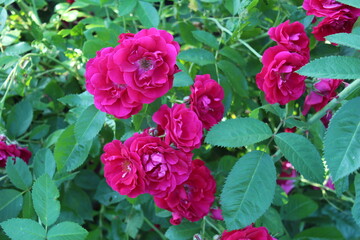 pink rose bush