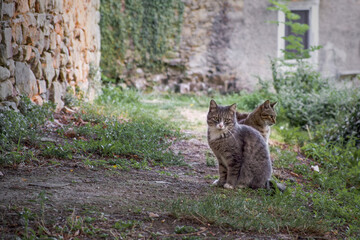 Obraz premium A cat colony in a small town in Tuscan country