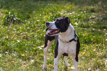 Black and white American staffordshire terrier in autumn park.