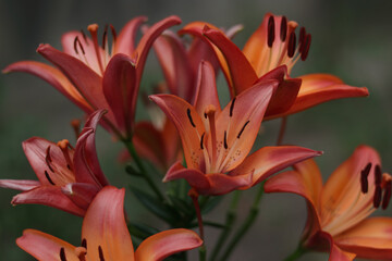 Bouquet of large Lilies. Lilium belonging to the Liliaceae. Blooming orange tender Lily flower. Pink orange Stargazer Lily flowers background. Closeup of stargazer lilies and green foliage. Summer