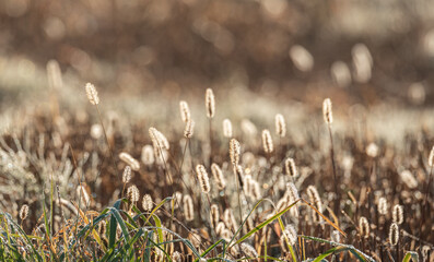 Autumn meadow. Dried yellow plants covered with early morning dew drops.